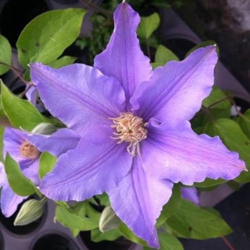 This variety has pale, silvery lilac coloured flowers that take on a star shape. The petals have waving margins and come to a point. But that's not all that draws the eye. The blooms are made even prettier by the crown of stamens. This particular variety is incredibly compact and is a free flowering climber that will do perfectly well in shaded areas and in pots.