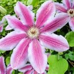 In this exciting post, we look at 6 of our favourite clematis for growing in containers in the shade. Most clematis prefer full some but some will grow well in shade.