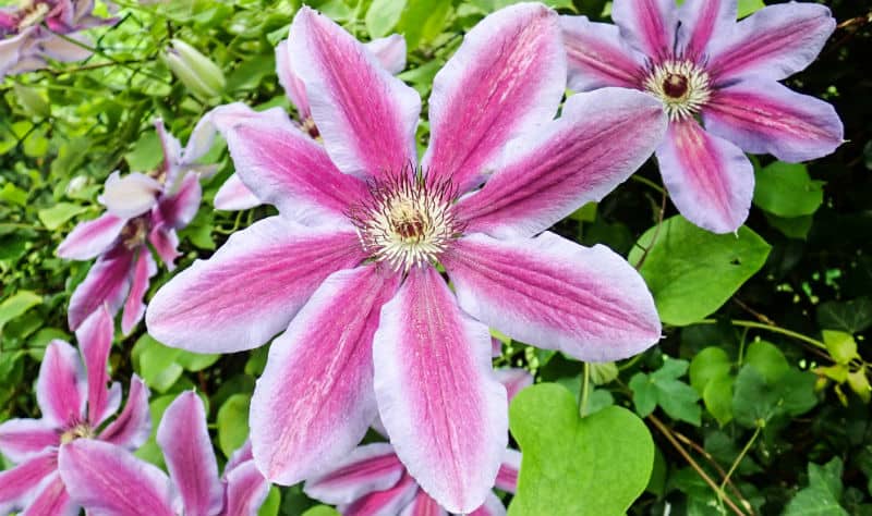 In this exciting post, we look at 6 of our favourite clematis for growing in containers in the shade. Most clematis prefer full some but some will grow well in shade.