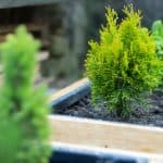 best dwarf conifers for containers
