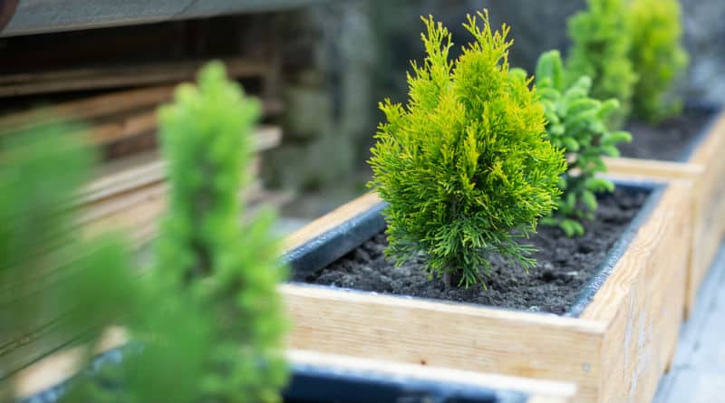 best dwarf conifers for containers