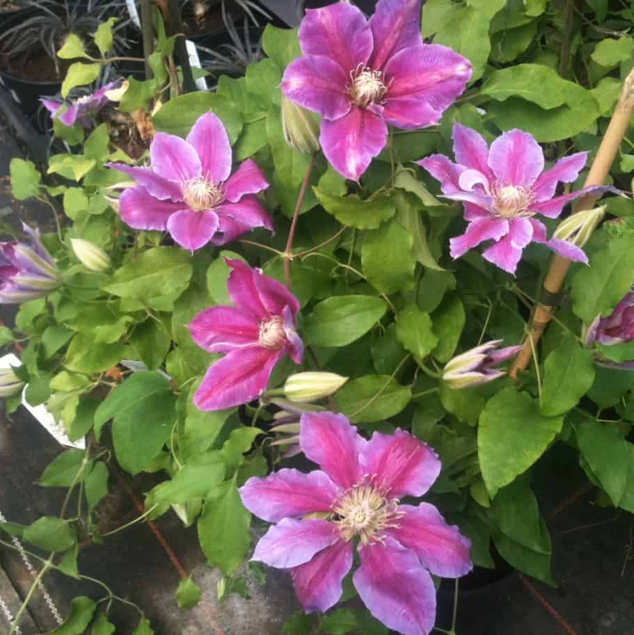 Clematis bees jubilee - great for shade