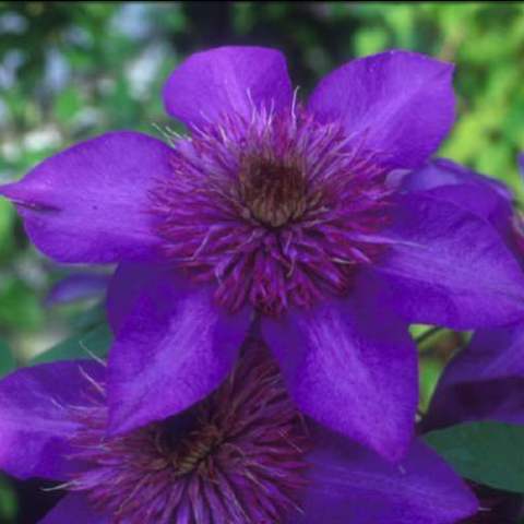 This very popular multi blue clematis gets its name from the multiple layers of stunning blue shades it has in the double flowers which are so large that they span between 10 and 15cm. As the flowers mature the silvery blue centre expands and creates a multi-layered flower that comes into waves one of which takes place at the end of spring and the other the end of summer.