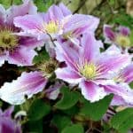 Clematis Problems - Clematis wilt, pests, diseases such as mildew, incorrect pruning, incorrect growing conditions