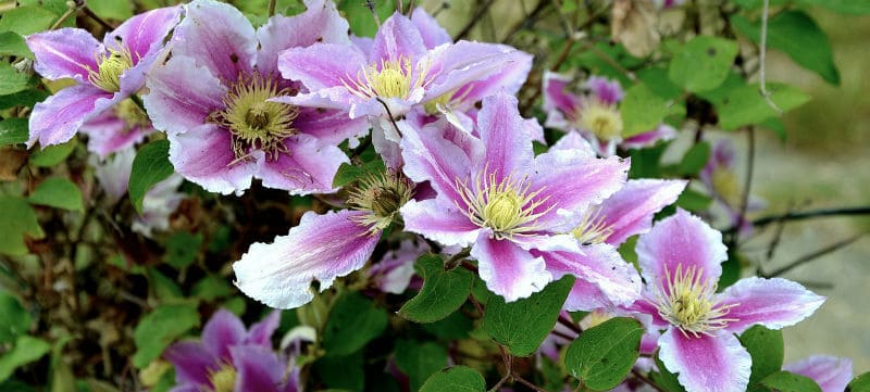 Clematis Problems - Clematis wilt, pests, diseases such as mildew, incorrect pruning, incorrect growing conditions