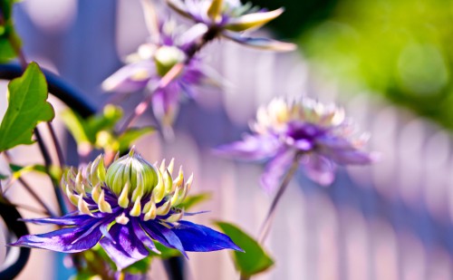 This clematis works very well on its own given the stunning purple flowers that are produced. These flowers have multiple layers to them with a deep, double purple shade and yellow-green tips. With this variety, it will grow moderately in a climbing habitat between the summer and autumn and is perfectly well suited to colder areas. 