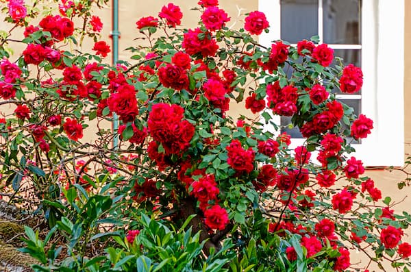 Climbers roses tend to need more pruning and care with rambling being very tough and reliable and little care needed to survive.