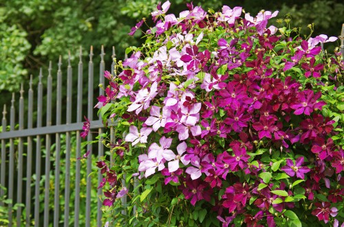 If you prune your clematis right after it is finished blooming there is no risk of accidentally removing the flowers for next year. This is also the appropriate time for you to cut and shape your clematis. 