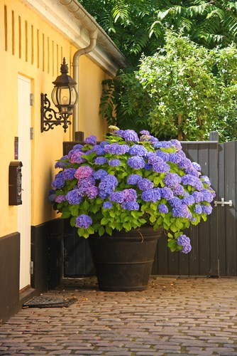 Hydrangeas thrive in full sun