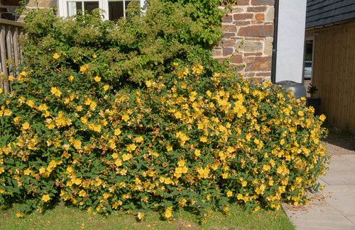 hypericum hidcote growing on sunny garden border