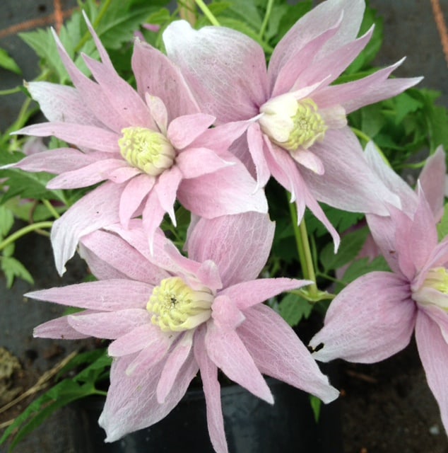 Clematis markhams pink