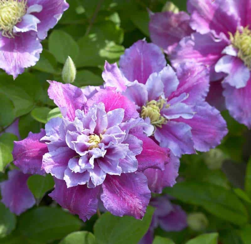 This variety is regarded as one of the best clematis for containers and is probably our personal favourite. It produces vigorous flowers, the first flush of which take place at the end of spring typically with double blooms and the second takes place at the end of summer with single blooms.