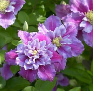Clematis are perfect plants for growing in pots.