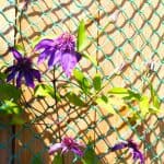 If you plan on planting a clematis against a fence then its important to know how to do this, you need either some trellis work, steel wire or planting netting.