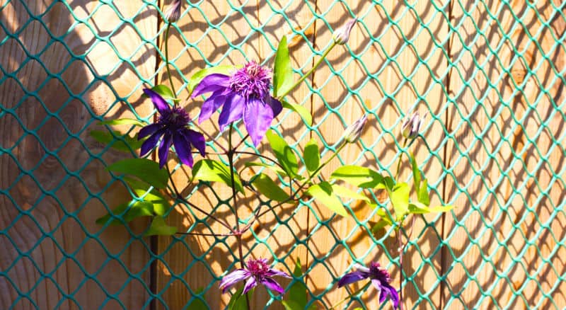 If you plan on planting a clematis against a fence then its important to know how to do this, you need either some trellis work, steel wire or planting netting.