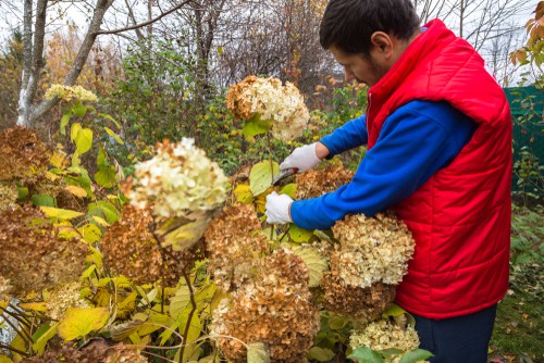 You want to prune after the flower starts to fade. This should take place at the end of the summer. Shrubs that start to appear early in the summer or late springtime and then diminish around the middle of summer are shrubs that produce flowers on the growth from old wood and as such an important that you trim away earlier rather than later.