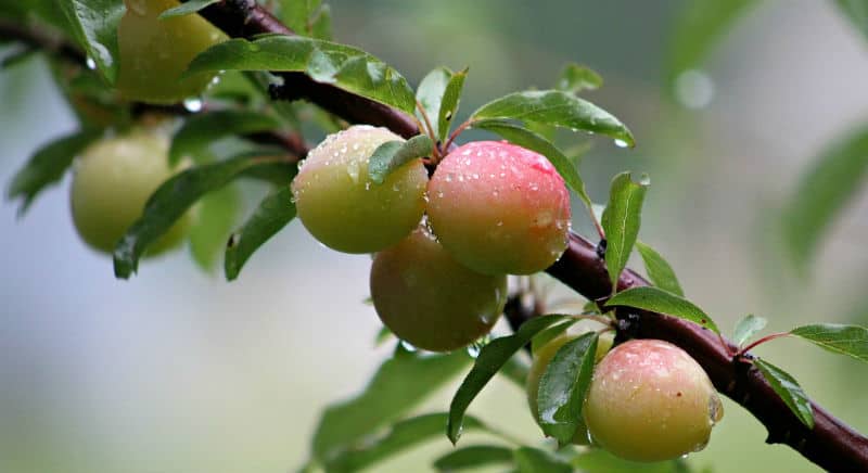 pruning plum trees - how and when to prune