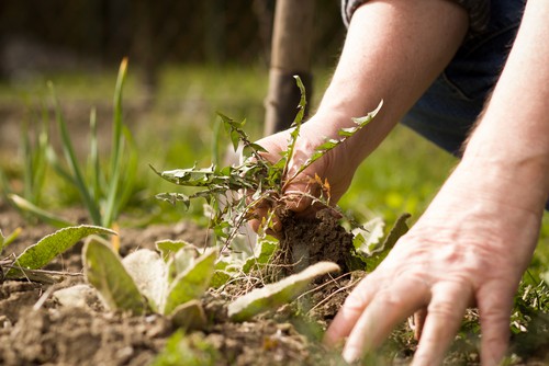 If you have incredibly large weeds and you simply can't pull them out of the ground you can always cut off as much as you can. Deadheading will at least give you a few weeks of weed-free garden time but you will need to go back and keep pruning time and time again.