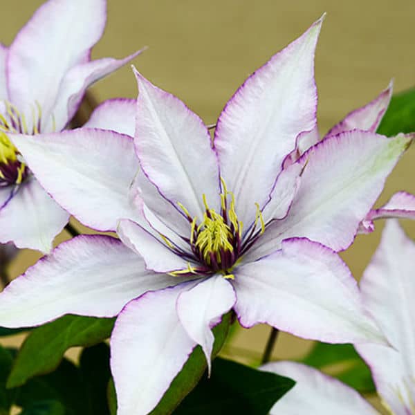 This variety is perfect for patio planting. It is a compact variety that has layered and pointed petals each of which take on a silvery pink shade with a rich purple edging. The centre brings with it a crown of dark purple tipped with bright yellow. It will meander over any trellis or fence you have to give it something up which to climb. This variety attracts butterflies, is perfect for pollinators, has a long blooming cycle, and we'll fare quite well in containers.