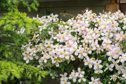 Once the clematis is planted you need only rudimentary equipment to train it to grow up your fence. Now, it might not bloom the very first year you plant it because the plant really needs to establish its root system before any flowers appear, however its not uncommon to get flowers in the first year. So rest assured that if you don't see flowers the first season after you've planted, all is likely well with your clematis.