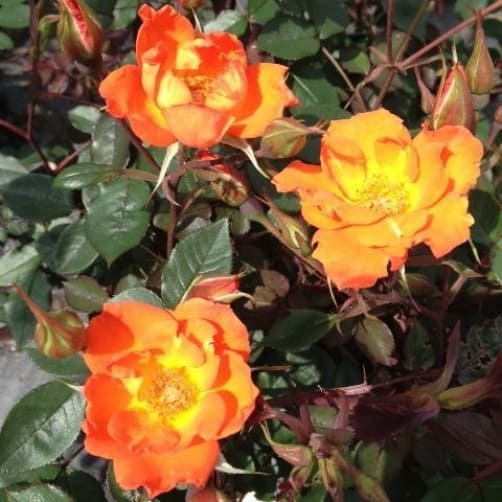 Miniature climbing rose warm welcome. This is the perfect patio climber for smaller gardens, very disease resistant and accepting of container growth. If you put it in your a border or a wall it will grow over it and reach Heights of 180cm and width of up to 90 centimetres.