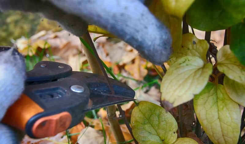 A question we get asked is When to cut back clematis? the answer is not always straight forward and it really depends on what type you have and when it flowers