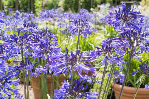 If you want a blue variety of flowers, Midnight Star is the best variety to choose. The agapanthus offers flowers for a very long amount of time bringing showy flowers of multiple shades from the middle of summer all the way through the beginning of autumn. Suitable for containers it makes for an excellent border plant and it will thrive in the sun, offering something visually appealing all season long.