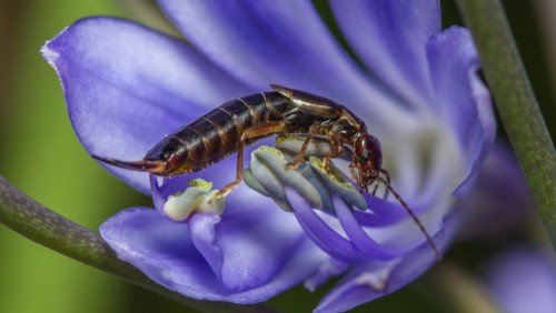 Agapanthus Problems - pest and diseases