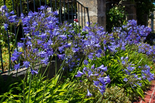 Planting Agapanthus - step by step
