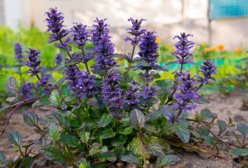 Ajuga reptans tolerates moderately dry soils but does prefer moist soil. That said providing optimum conditions will increase the flower production you receive and the colours therein. While the plants will grow well in any other conditions you might not receive the same brightness. This plant needs good air circulation and can easily be divided if it becomes overcrowded.