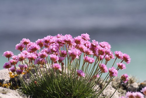 It is called the sea thrift because it is not prone to serious insect or disease problems and is one of the few plants that grow in the sailing conditions of a coastal region where other plants might not fare as well. It produces low-growing, compact plants the tufts for which spread about 30cm wide.