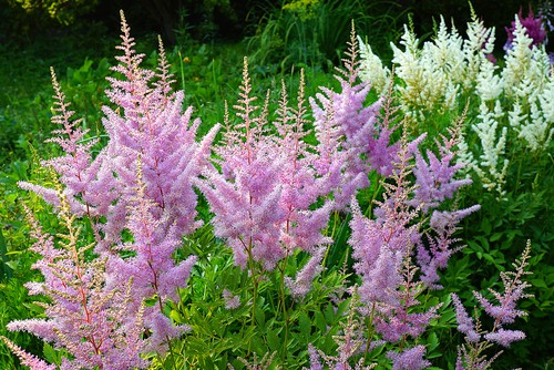 Astilbe - great for shade and wet soils