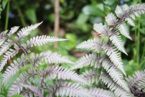 Athyrium niponicum - Japanese painted fern - one of the most stunning shade tolerant ferns