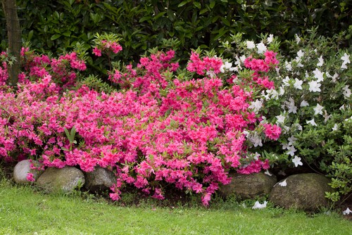 Azalea japonica ideal for growing in pots. This small shrub gives bushy growth combined with stunning flowers the colours for which range from purples and whites to pinks and reds. At its maturity, the shrub will reach between 100cm and 200cm in height but there are many dwarf varieties ideal for pots and containers.