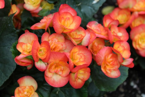 Begonias have patterned and variegated foliage with brightly coloured blooms. They can be grown in containers effectively and thrive in the shade. They will start to produce flowers at the beginning of Summer and continue until the first frost. You can pick one of three popular types, first being the wax begonias which have shiny, wax like leaves and blooms that come in red, pink, or white. second is a tuberous begonia which can be grown up right or in a trailing fashion over a trellis that you have inserted into the container. Angel wing begonias have an underside to the leaves that's often a deep red shade and provide speckled attractive foliage throughout the year.