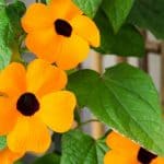 Looking for the best climbers for pots, in this article with pictures we name 10 inspiring climbers including Clematis, Jasmine, Black-eyed Susan, passion flowers and more