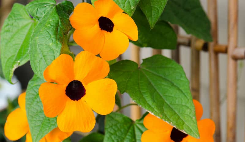 Looking for the best climbers for pots, in this article with pictures we name 10 inspiring climbers including Clematis, Jasmine, Black-eyed Susan, passion flowers and more