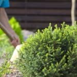 In this post, we go other 10 of our favourite dwarf conifers which are perfect for a small garden. We go other each variety in detail and include pictures of each