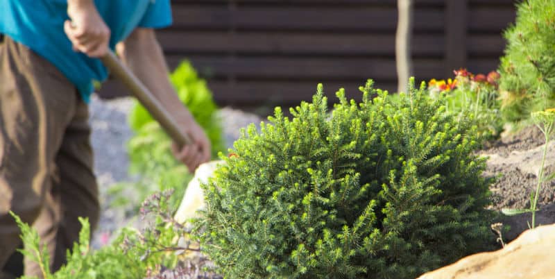 In this post, we go other 10 of our favourite dwarf conifers which are perfect for a small garden. We go other each variety in detail and include pictures of each