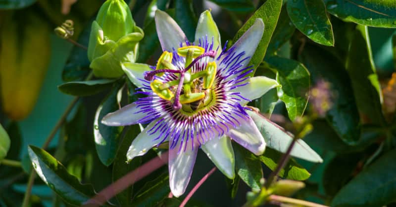 There are plenty of climbers around but very few are actually evergreen, in this post we look at 6 of the best evergreen climbers for your garden.