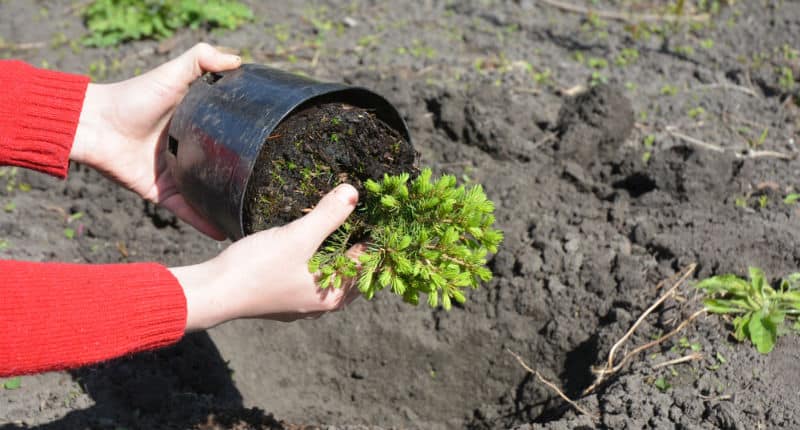 One question we get asked often is 'When Is The Best Time To Plant Conifers' and the short answer is spring for pot grown and around October for root balled.