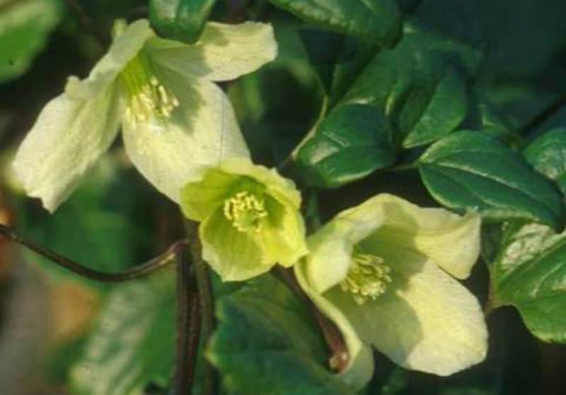 Best winter flowering clematis