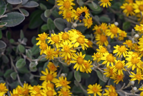 Brachyglottis Sunshine produces beautiful blooms of yellow that take on a daily appearance. They will grow quickly and cover the evergreen effectively. This plant requires full sun with well-draining soil. It is a hybrid that grows effectively in coastal regions requiring very low water and sustaining itself during cold winters. 