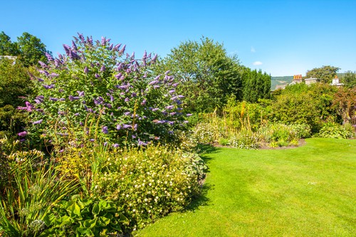 This butterfly bush is truly a delight for coastal regions because it produces large, fragrant flowers, from purple, to red and even white that are grown in an abundance up a large conical stem. The flowers attract butterflies and are incredibly simple to grow and can handle hard pruning.