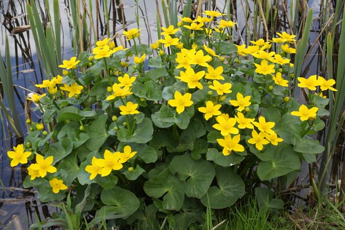 Caltha palustris - grows in very wet waterlogged soils