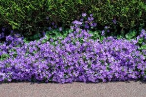 This is one of the best bell flowers you can choose especially if you need to fill in space between your stepping stones, add some accent to a rock garden, or give your garden a beautiful purple flower to trail over your walls.