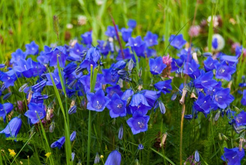 Campanula persicifolia - grows well in shade
