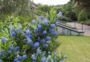 Colloquially known as the California lilac, this dense and compact evergreen shrub is known not just for its ability to spread effectively as a specimen plant but because of the clusters of cerulean blue flowers that show up in the springtime and remain throughout summer.