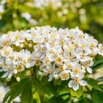 Choisya Ternata is very popular evergreen shrub and there lush green varieties, striking yellow varieties such as sundance and many more. We look at care, pruning and much more.