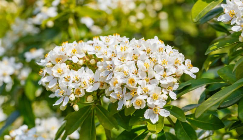 Choisya Ternata is very popular evergreen shrub and there lush green varieties, striking yellow varieties such as sundance and many more. We look at care, pruning and much more.